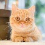 Liko_Munchikin_Female