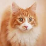 Kanoa_Maine-Coon_Male