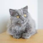 Ulu_Scottishh Fold_Male