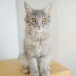 Makani_Siberian_Male