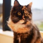 Mana_Ragamuffin_Male