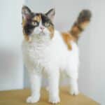 Malu_Selkirk Rex_Female