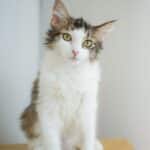 Lino_Maine Coon_Female
