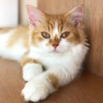 Nao_Ragamaffin_Female