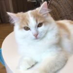 Anela_Siberian_Female