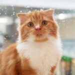 Laki_Scottish-Fold_Male