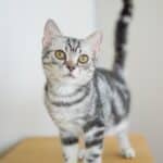 Koa_American Shorthair_Male