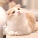 Mahina_Scottish-Fold_Female