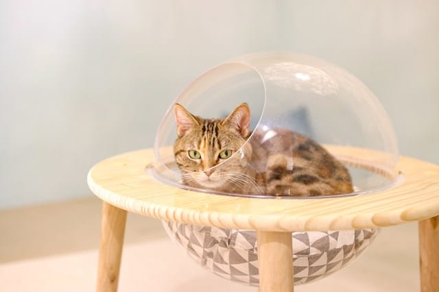 Cat Image