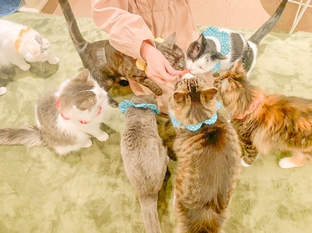 Cat Image Feeding