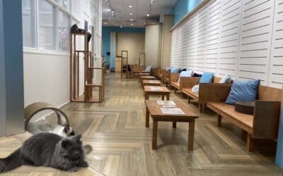 Cat Café MOFF Grand Opened on Sep 2023