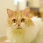 Nao - IMP