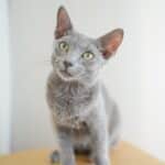 Ao_Russian Blue_Male