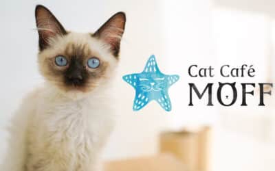 Harmony and Care: The Mission of Cat Café MOFF