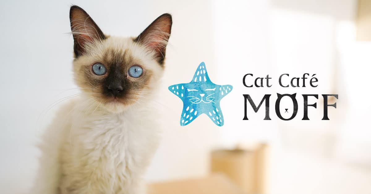 Cat Cafe MOFF Featured Image