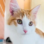 Lua_Norwegian Forest Cat