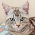 Lele_American Shorthair