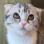 Hoala_Scottish Fold