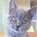 Lia_British Short hair