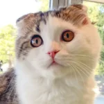 Konase_Scottish Fold