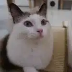 Keanu - IMP