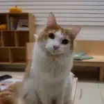 Lua - IMP