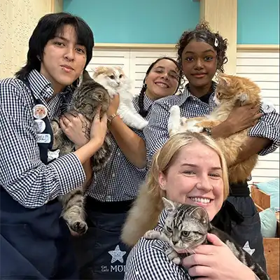 Employees and Cats at IMP