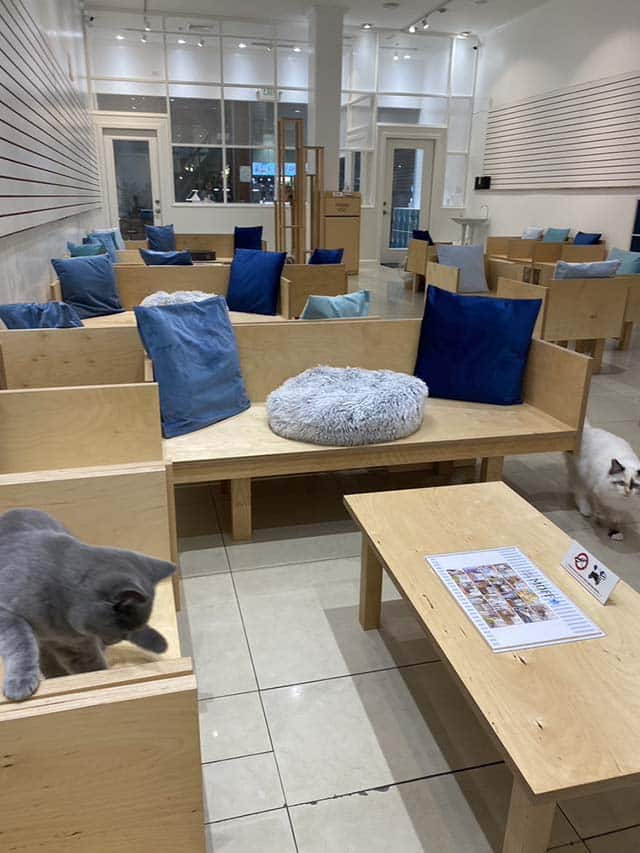 Cat Cafe MOFF Pearlridge Center Interior