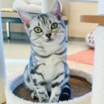 03.Lala_American Shorthair