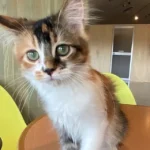 04.Malie_American Curl