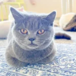 05.Lea_British Shorthair