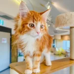 06.Kaleo_Maine Coon Cat