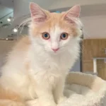 09.Hoa_Norwegian Forest Cat