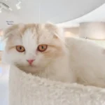 11.Lei_Scottish Fold