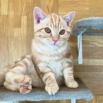 12.Alani_American Shorthair