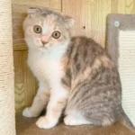 13.Mai_Scottish Fold