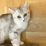 14.Pule_Minuet (Napoleon)