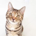 17.Olina_American Shorthair