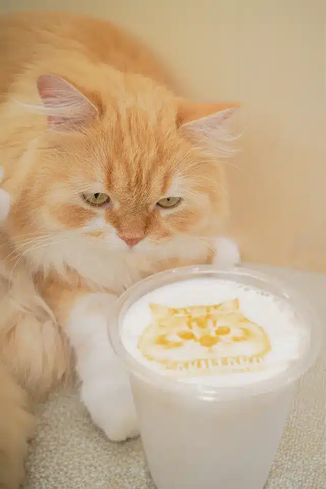 Cat Latte Art