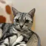 Lala - AMC