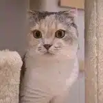 Mai - AMC
