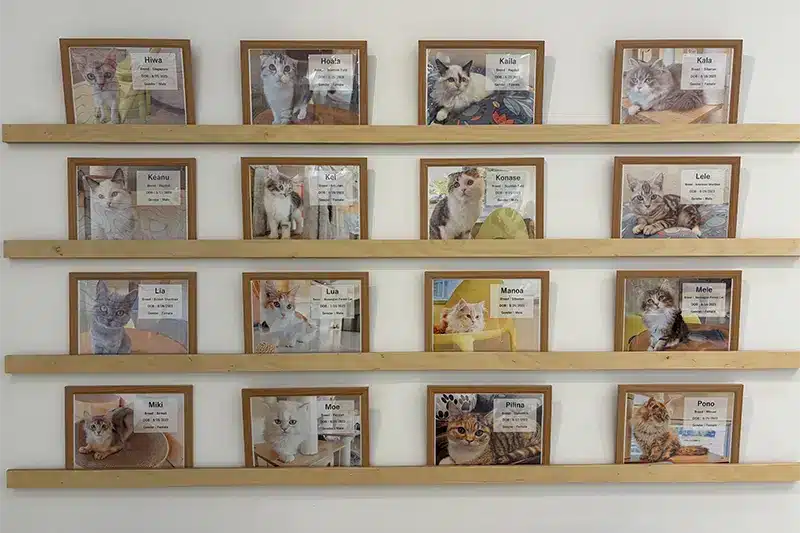 Pearlridge Interior 03