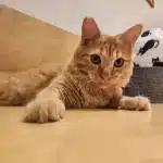 Nalani - AMC
